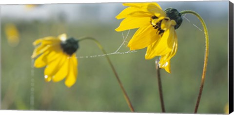 Framed Yellow Wild Flowers And Web Print