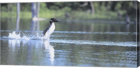 Framed Common Loon 1 Print