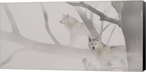 Framed White Wolves In Mist Print