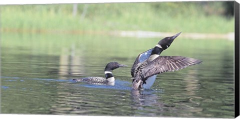 Framed Common Loon 3 Print