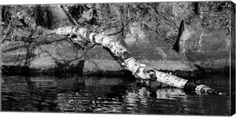 Framed Ash River 11 Print