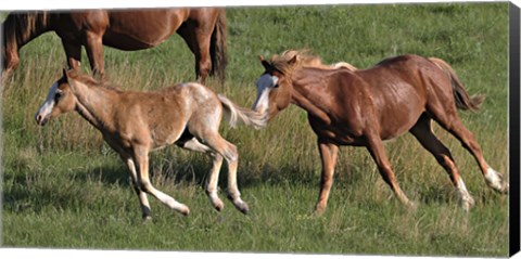 Framed Wildhorses 20 Print