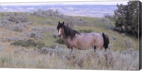 Framed Wild Horses 18 Print