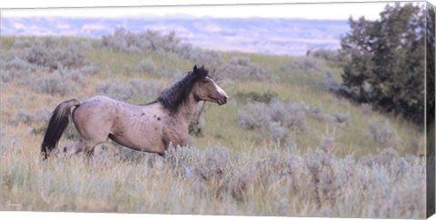 Framed Wild Horses 11 Print