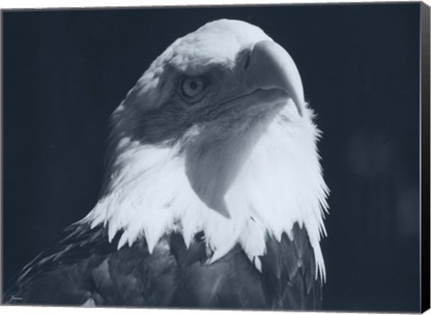 Framed Bald Eagle 2 Print