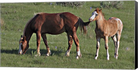 Framed Wildhorses 19 Print