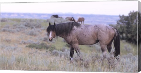 Framed Wild Horses 22 Print