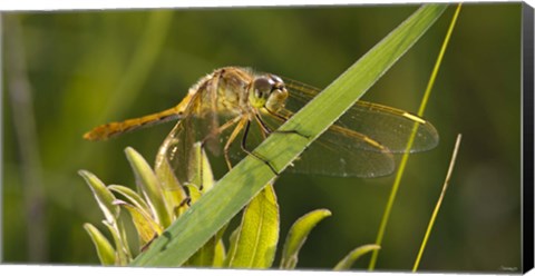 Framed Yellow Dragonfly On Leaf Print