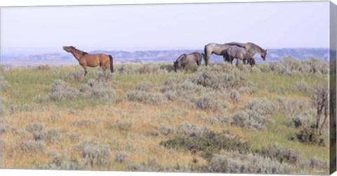 Framed Wild Horses 20 Print