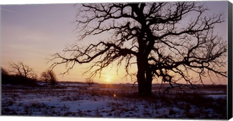 Framed Sunset And Tree Silhouettes In Snow I Print
