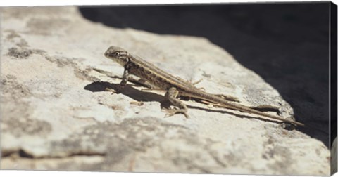 Framed Canyonland Small Lizard 19 Print