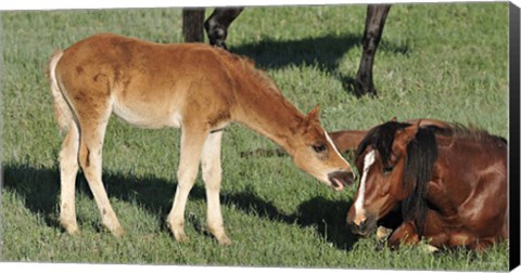 Framed Wildhorses 18 Print