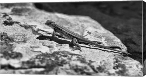 Framed Canyon Land Lizard Print