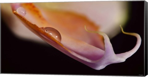 Framed Orange And Pink Flower Petal Print