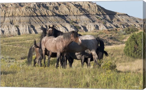 Framed Horses With Spots In Yellow Field Print