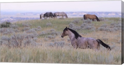 Framed Wild Horses 21 Print