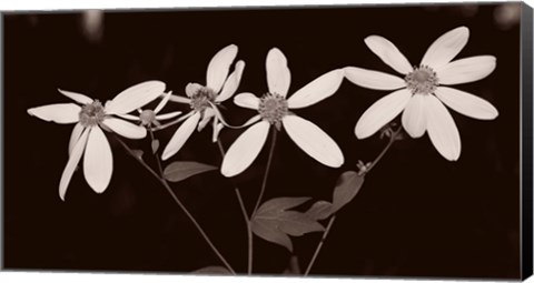 Framed Buffalo River Flowers I Print