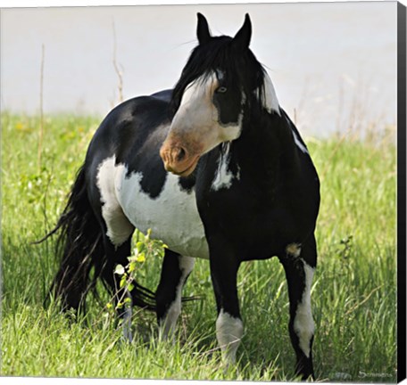 Framed Wildhorses 2 Print