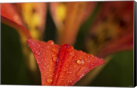 Framed Red Petal With Raindrops On Green Print