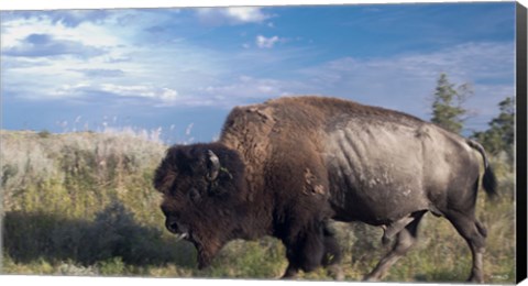 Framed Bison Walking Print