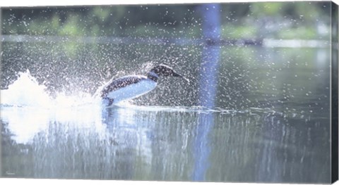 Framed Common Loon 2 Print