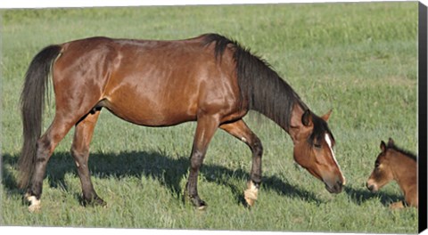 Framed Wildhorses 17 Print