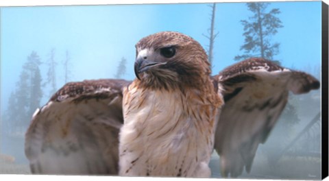 Framed Skies Of Yellowstone - Redtail Hawk Print