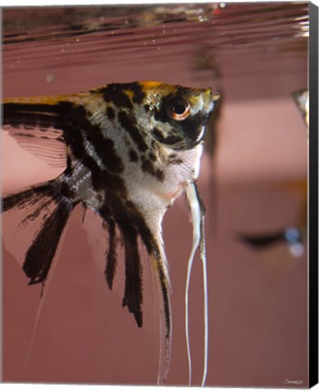 Framed Angel Fish XII Print