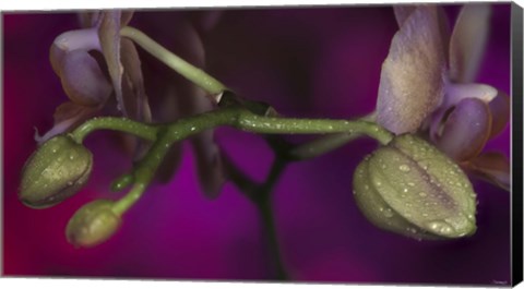 Framed Green Buds On Purple Print