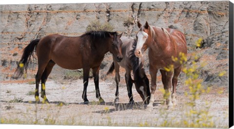 Framed Three Horses Mingling Print