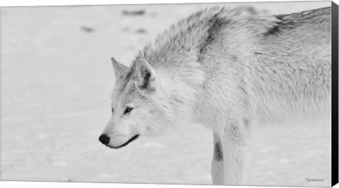 Framed White Wolf 1 Print
