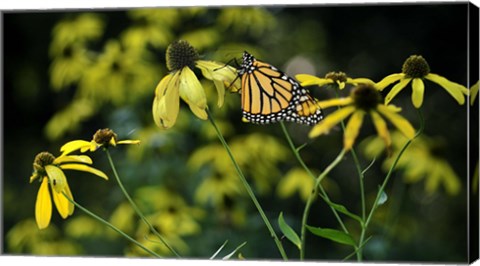 Framed Monarch 2 Print