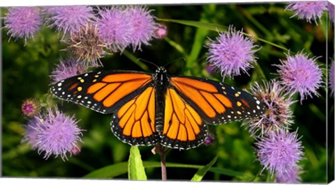 Framed Monarch 3 Print