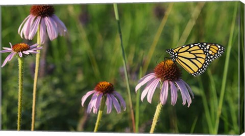 Framed Monarch 5 Print