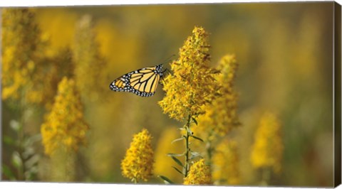 Framed Monarch 7 Print