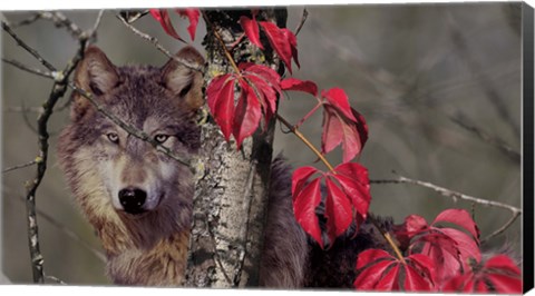 Framed Autumn Wolf Print