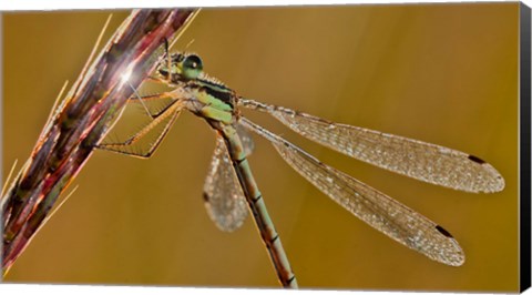 Framed Green Dragonfly On In Nature Print