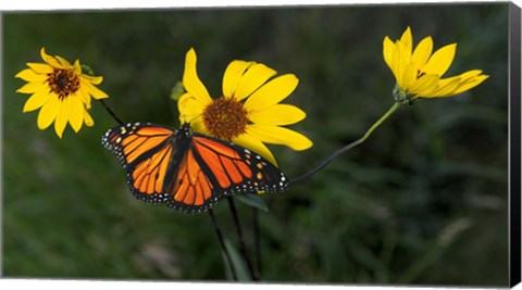 Framed Monarch 1 Print