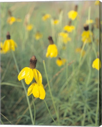 Framed Wild Yellow Flowers  In Grass II Print