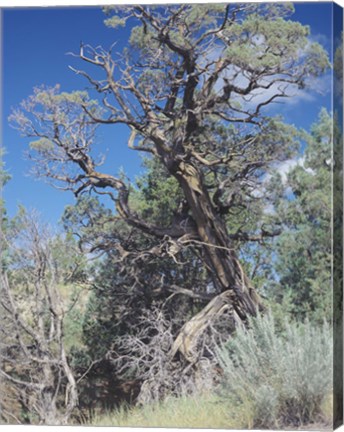 Framed Theodore Roosevelt National Park 43 Print