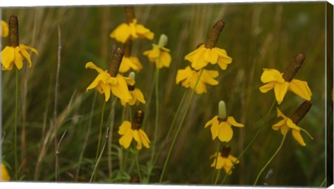Framed Shades Of Nature Yellow Flowers Green Center II Print