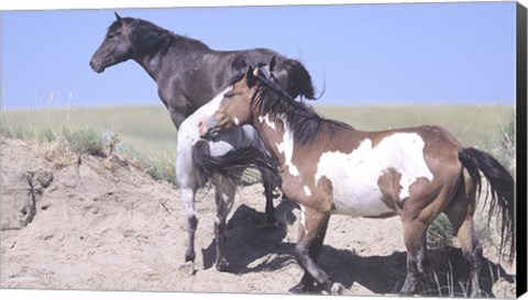 Framed Wild Horses 9 Print