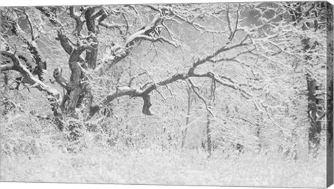 Framed Buffalo Tree In Snow Print