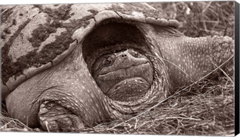 Framed Buffalo River Tortoise Print