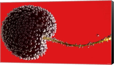 Framed Cherry Covered In Water Drops I Print