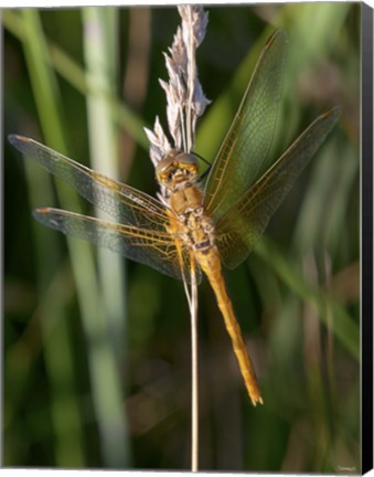 Framed Yellow Dragonfly On White Bloom Print