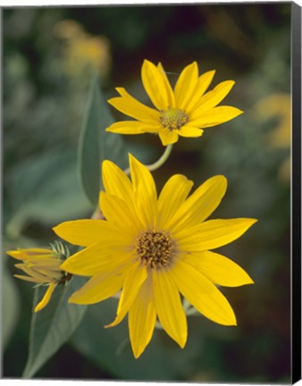 Framed Yellow Blooming Flower Duo I Print