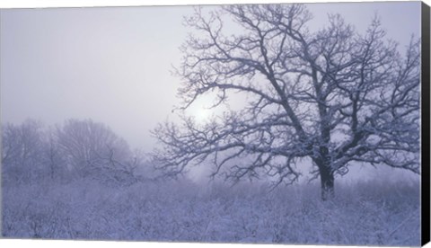 Framed Snow Terrain Tree VI Print