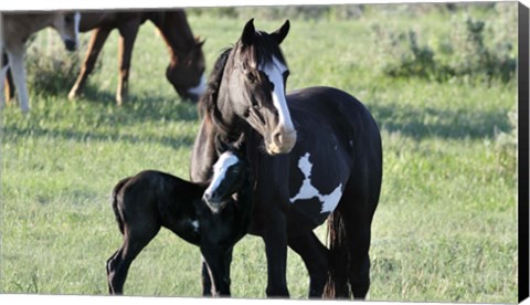 Framed Wildhorses 16 Print