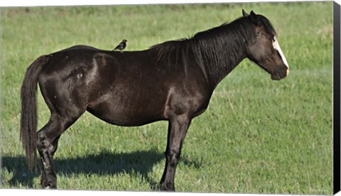 Framed Wildhorses 21 Print